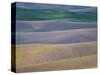 Field Patterns at Dawn, Palouse, Washington State, USA-Jean Brooks-Stretched Canvas