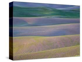 Field Patterns at Dawn, Palouse, Washington State, USA-Jean Brooks-Stretched Canvas