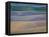 Field Patterns at Dawn, Palouse, Washington State, USA-Jean Brooks-Framed Stretched Canvas