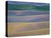 Field Patterns at Dawn, Palouse, Washington State, USA-Jean Brooks-Stretched Canvas