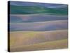 Field Patterns at Dawn, Palouse, Washington State, USA-Jean Brooks-Stretched Canvas