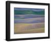 Field Patterns at Dawn, Palouse, Washington State, USA-Jean Brooks-Framed Photographic Print