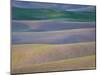 Field Patterns at Dawn, Palouse, Washington State, USA-Jean Brooks-Mounted Photographic Print