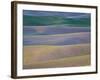 Field Patterns at Dawn, Palouse, Washington State, USA-Jean Brooks-Framed Photographic Print