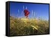 Field Poppies in Barley Field in Early Summer-null-Framed Stretched Canvas