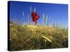 Field Poppies in Barley Field in Early Summer-null-Stretched Canvas