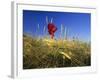 Field Poppies in Barley Field in Early Summer-null-Framed Photographic Print