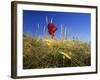 Field Poppies in Barley Field in Early Summer-null-Framed Photographic Print