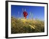 Field Poppies in Barley Field in Early Summer-null-Framed Photographic Print