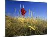 Field Poppies in Barley Field in Early Summer-null-Mounted Photographic Print