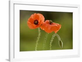 Field Poppy Widespread Cornfield Weed-null-Framed Photographic Print