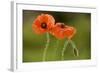 Field Poppy Widespread Cornfield Weed-null-Framed Photographic Print