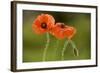 Field Poppy Widespread Cornfield Weed-null-Framed Photographic Print