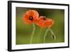 Field Poppy Widespread Cornfield Weed-null-Framed Photographic Print