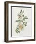 Field Rose-Gwendolyn Babbitt-Framed Art Print