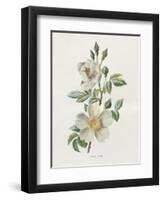 Field Rose-Gwendolyn Babbitt-Framed Art Print