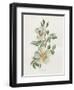 Field Rose-Gwendolyn Babbitt-Framed Art Print