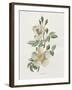 Field Rose-Gwendolyn Babbitt-Framed Art Print