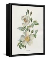Field Rose-Gwendolyn Babbitt-Framed Stretched Canvas
