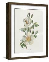 Field Rose-Gwendolyn Babbitt-Framed Art Print