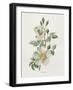 Field Rose-Gwendolyn Babbitt-Framed Art Print