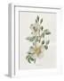 Field Rose-Gwendolyn Babbitt-Framed Art Print