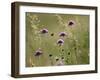 Field scabious flowering in meadow, Italy-Konrad Wothe-Framed Photographic Print