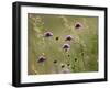 Field scabious flowering in meadow, Italy-Konrad Wothe-Framed Photographic Print