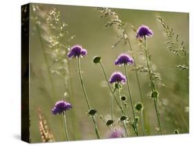 Field scabious flowering in meadow, Italy-Konrad Wothe-Stretched Canvas