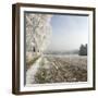 Field Scenery, Wood, Hoarfrost-Roland T.-Framed Photographic Print