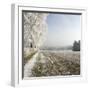 Field Scenery, Wood, Hoarfrost-Roland T.-Framed Photographic Print