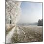 Field Scenery, Wood, Hoarfrost-Roland T.-Mounted Photographic Print