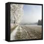 Field Scenery, Wood, Hoarfrost-Roland T.-Framed Stretched Canvas