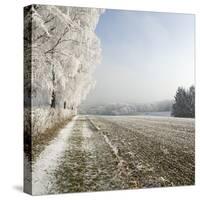 Field Scenery, Wood, Hoarfrost-Roland T.-Stretched Canvas