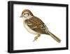 Field Sparrow (Spizella Pusilla), Birds-Encyclopaedia Britannica-Framed Poster
