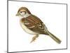 Field Sparrow (Spizella Pusilla), Birds-Encyclopaedia Britannica-Mounted Poster