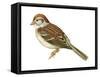 Field Sparrow (Spizella Pusilla), Birds-Encyclopaedia Britannica-Framed Stretched Canvas