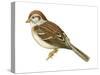 Field Sparrow (Spizella Pusilla), Birds-Encyclopaedia Britannica-Stretched Canvas