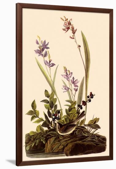 Field Sparrow-John James Audubon-Framed Giclee Print