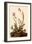 Field Sparrow-John James Audubon-Framed Giclee Print