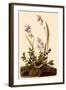 Field Sparrow-John James Audubon-Framed Giclee Print