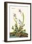 Field Sparrow-John James Audubon-Framed Art Print