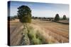 Field Stubble after Harvest, Haregill Lodge Farm, Ellingstring, North Yorkshire, England, UK-Paul Harris-Stretched Canvas