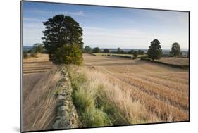 Field Stubble after Harvest, Haregill Lodge Farm, Ellingstring, North Yorkshire, England, UK-Paul Harris-Mounted Photographic Print