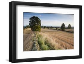 Field Stubble after Harvest, Haregill Lodge Farm, Ellingstring, North Yorkshire, England, UK-Paul Harris-Framed Photographic Print