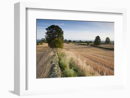 Field Stubble after Harvest, Haregill Lodge Farm, Ellingstring, North Yorkshire, England, UK-Paul Harris-Framed Photographic Print