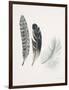 Field Study Feather Trio-Jurgen Gottschlag-Framed Art Print