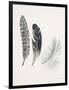 Field Study Feather Trio-Jurgen Gottschlag-Framed Art Print