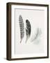 Field Study Feather Trio-Jurgen Gottschlag-Framed Art Print