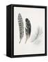 Field Study Feather Trio-Jurgen Gottschlag-Framed Stretched Canvas